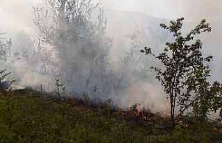 Sinop’ta orman yangını