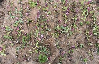 Sinop’ta salep yetiştirilmeye başlandı