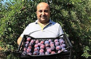 Siyah erikte ilk hasat