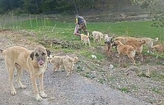 Sokağa bırakılan köpekleri hayvanseverler besliyor