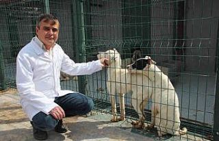 Sokak hayvanlarını sahiplenme çağrısı