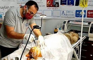 Sokak köpeğinin kalçasında oluşan tümör ameliyatla...