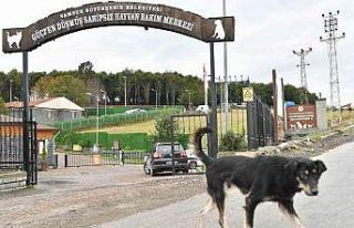 Son 3 yılda 6 bin 550 sahipsiz sokak hayvanı tedavi...