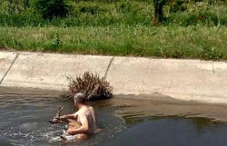 Sulama kanalına düşen karacayı muhtar kurtardı