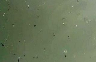 Süs havuzlarında haşereler üredi