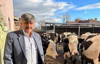 Süte gelen zamdan sonra yem fiyatları da yükseldi