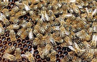 TAB Başkanı Şahin’den ’varroa mücadelesi’...