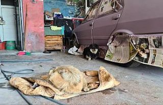 Tamirhanede doğum: Erkek köpek başlarından ayrılmadı