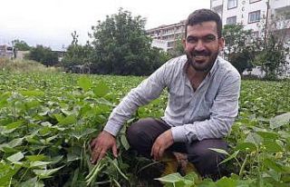 Tarlada kilosu 15 lira... Hatay’da taze fasulye...