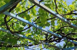 Tarsus’ta biyoteknik mücadele için çiftçilere...