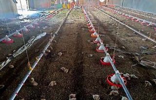 Tavuk çiftliğinde çıkan yangında 5 bin civciv...