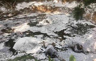 Tayland ormanlarında 5 ölü fil bulundu