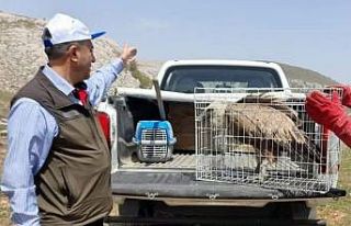 Tedavisi tamamlanan akbaba, doğaya bırakıldı