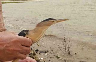 Tedavisi tamamlanan balaban kuşu doğaya bırakıldı