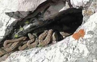 Tek ısırığı bile öldürmeye yetiyor, sürü...