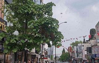 Tekirdağ bir sokakta arı istilası: Vatandaş kaçacak...