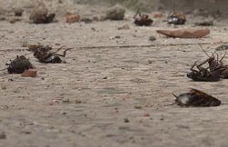 Tekirdağ’da ’Hamam böceği’ istilası: Gündüz...