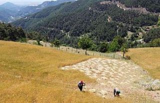 Teknolojinin giremediği köyde orakla buğday hasadı