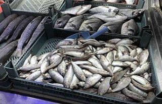 Tezgahları kıyı balıkları süslüyor