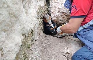 Tilkinin peşinden girdikleri obrukta sıkışan köpekleri...