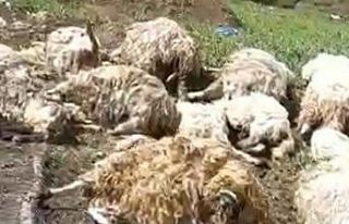 Tokat’ta gök gürültüsünden ürken 55 koyun...