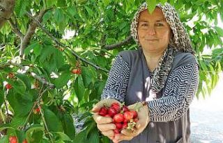 Tokat’ta turfanda kiraz hasadı başladı