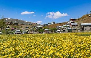 Toros Dağlarındaki yaylalar baharın tüm güzelliklerini...