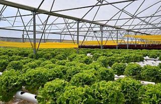 Trabzon’da seracılık gelişiyor