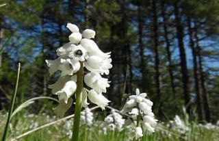 "Tufanbeyli Sümbülü" mest etti