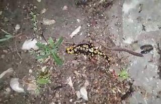 Tunceli’de benekli semender görüntülendi