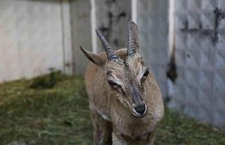 Tunceli’de bitkin halde bulunan yaban keçisi koruma...