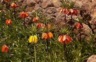 Tunceli’de ters lale için turlar düzenleniyor