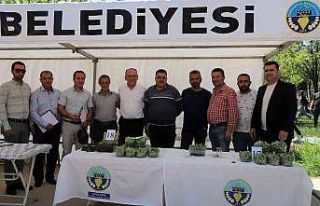 Turgutlu’da ‘En Güzel Erik Yarışması’ düzenlendi