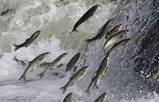 Uçan balıkların muhteşem yolculuğu