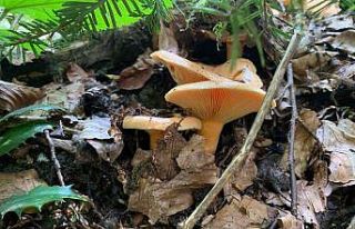 Ülkemizde sıklıkla görülüyor