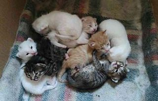 Uyanık kedi, yavrularını annesine verip kendisi...