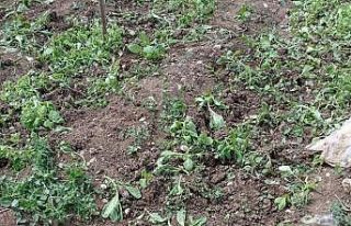 Yaban domuzları ekinlere zarar verdi