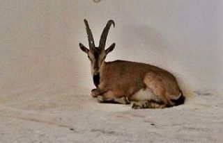 Yaban keçisi şehir merkezine indi