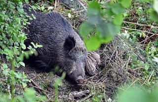 Yabani domuz ve yavrularına köylüler sahip çıktı
