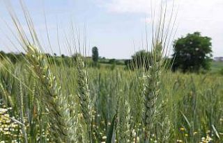 Yağışların buğday rekoltesini arttırması bekleniyor