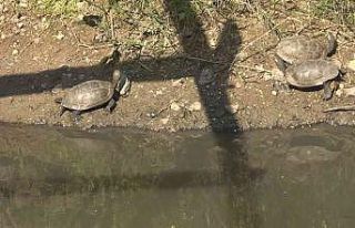 Yalova’da yaşamları tehlikeye giren 325 su kaplumbağası...