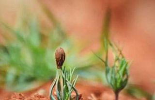 Yanan Demirciler orman alanın yeniden yeşerdi