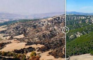 Yanan ormanlar küllerinden yeşerdi