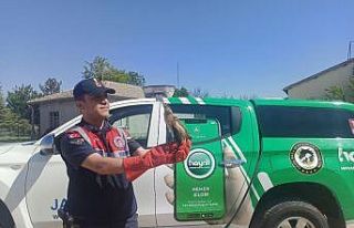 Yaralı Hint Balıkçı Kuşu tedaviye alındı