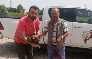 Yaralı kartal ve dağ keçisi ekiplere teslim edildi