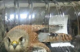 Yaralı Kerkenez tedavi altına alındı