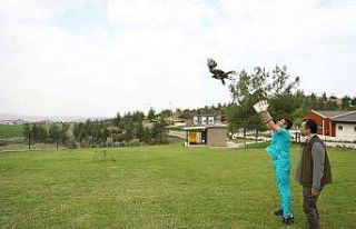 Yaralı kızıl şahin tedavi edildikten sonra doğaya...