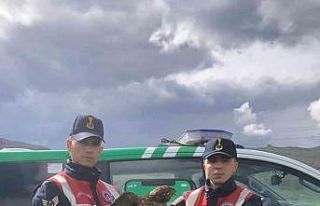 Yaralı şahine jandarma sahip çıktı