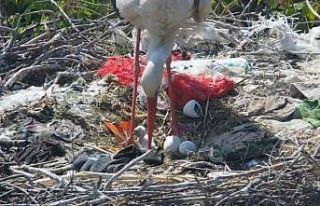 Yaren Leylek’ten müjdeli haber