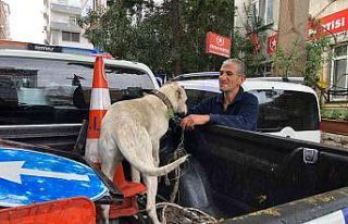 Yasaklı ırk köpeği direğe bağlayıp kaçtılar
